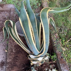 アガベアメリカーナの画像