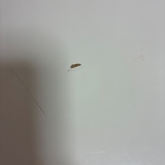 テーブル　の画像