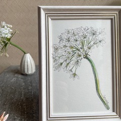 ★ボタニカルアート『アリウムコワニー姫の歌』水彩画/原画/額の画像