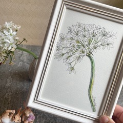 ★ボタニカルアート『アリウムコワニー姫の歌』水彩画/原画/額の画像