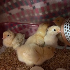 ニワトリのヒナ続々孵化！　販売しています！