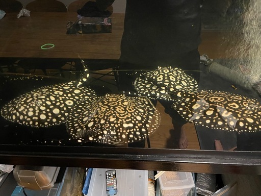 ダイヤモンドポルカ