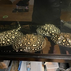 ダイヤモンドポルカの画像