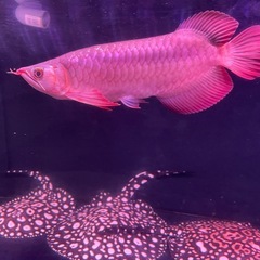 ダイヤモンドポルカの画像