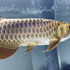 ダイヤモンドポルカの画像