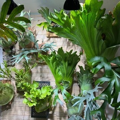 各種ビカクシダの画像