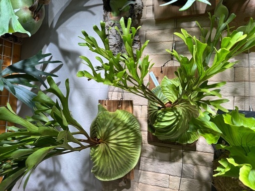 各種ビカクシダ
