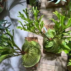 各種ビカクシダの画像