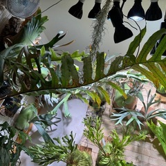 各種ビカクシダの画像