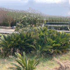 蘇轍　ソテツの画像