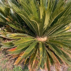 蘇轍　ソテツの画像