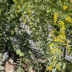 ミモザ　10本　　満開から5分咲きの画像