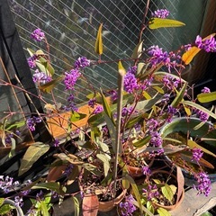 バーデンベルギア（挿木）の画像