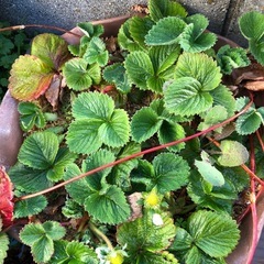 [週末限定]無農薬　いちごプランター　花咲き始め　202603211の画像