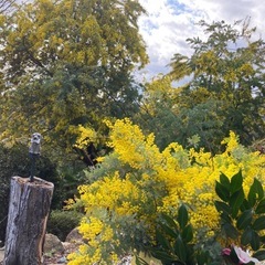 フレッシュミモザのリースの画像