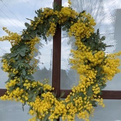 フレッシュミモザのリースの画像