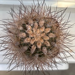 258　強棘　銀翁玉の画像