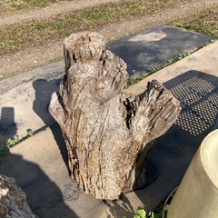 丸太　 切り株　ガーデニング  薪
の画像