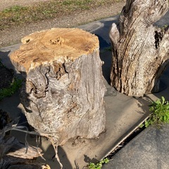 丸太　 切り株　ガーデニング  薪
の画像