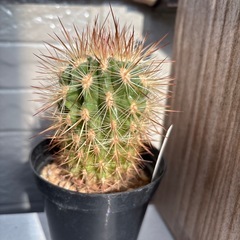 298　ネオポルテリア属 利踏天の画像