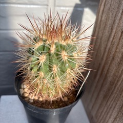 298　ネオポルテリア属 利踏天の画像