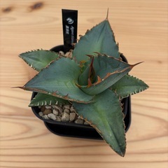 アガベ　黒排刺の画像