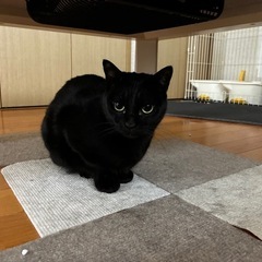 黒猫2歳5ヶ月だんごしっぽのクロちゃん