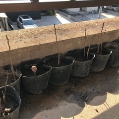 決まりました⭐︎      　ポポーレンガ色鉢沢山いますの画像