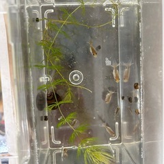 金魚　琉金（リュウキン）の稚魚　訳ありの画像