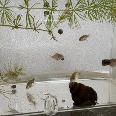 金魚　琉金（リュウキン）の稚魚　訳ありの画像