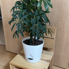 ミニ椅子
の画像