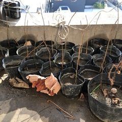 B ベランダで育てている　ミニポポー苗木　一年生苗木の画像