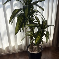 観葉植物　フェイクグリーンの画像