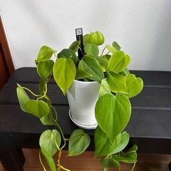 観葉植物フィロデンドロンの画像
