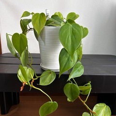 観葉植物フィロデンドロンの画像