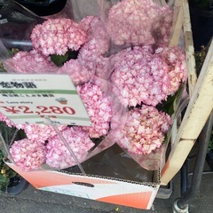 20260321紫陽花　恋物語の画像