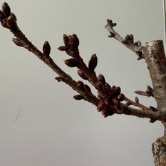 桜盆栽　八重桜   3/21限りのお値段！の画像