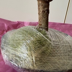 桜盆栽　八重桜   3/21限りのお値段！の画像