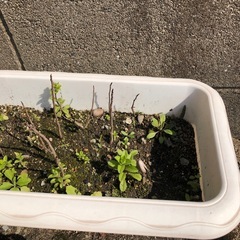 ③ポポー苗木プランターごと全部！！実生二年生苗木の画像