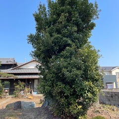 樹齢30年以上 ヤマモモの木の画像