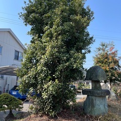 樹齢30年以上 ヤマモモの木の画像