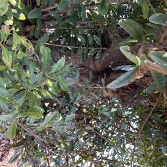 樹齢30年以上 ヤマモモの木の画像