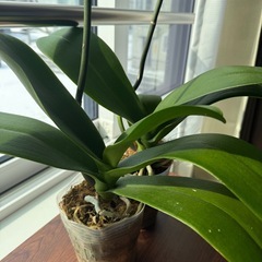 胡蝶蘭 5株セット (根っこ元気です)
の画像