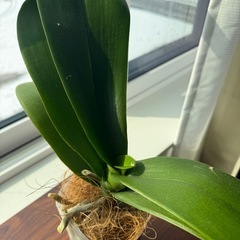 胡蝶蘭 5株セット (根っこ元気です)
の画像