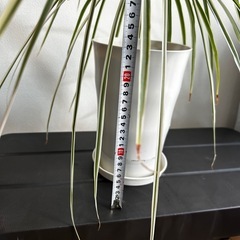 観葉植物になりますの画像