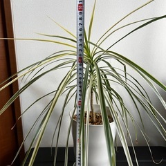 観葉植物になりますの画像