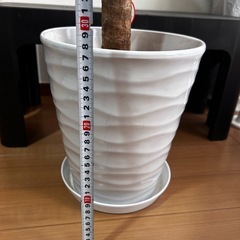 ユッカエレファンティペス　青年の樹の画像