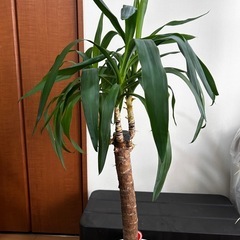 ユッカエレファンティペス　青年の樹の画像