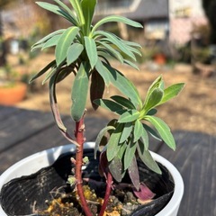 
ユーフォルビア・カラキアス・ウルフェニーの画像