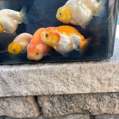 金魚(中国らんちゅう)1匹1500円 6匹います！の画像